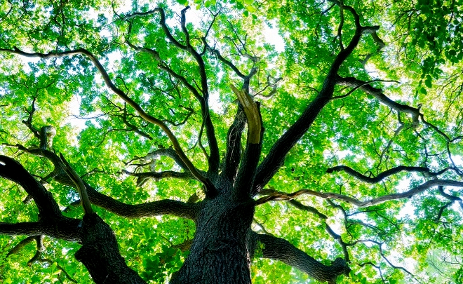 Byens Saloner: Regenerativ ledelse